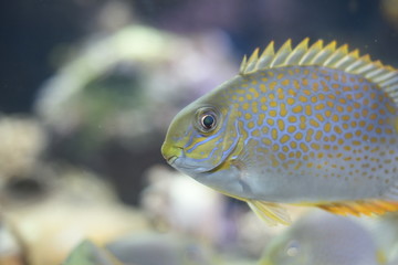 exotic fish inside an aquarium