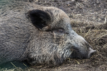 Portraint of a sliping boar. Closeup.