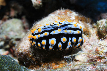 Colorful Sea slug