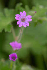 Fototapeta premium Macrophotographie de fleur sauvage - Géranium à feuilles molles - Geranium molle