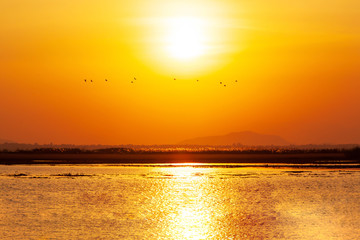 A flock of bird flying over the lake at sunset.
