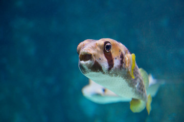 Puffer fish in an aquarium, exotic fish © IvSky