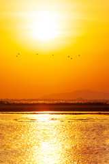 A flock of bird flying over the lake at sunset.