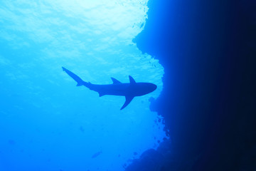 Grey reef shark