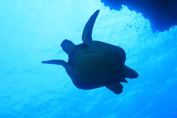 Green sea turtle