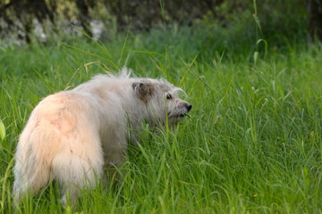 Hundeleben. Weißer flauschiger Hund im Gras