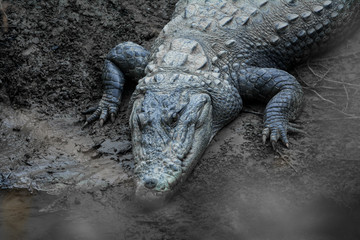 Big Marsh Crocodiles closeup near the water