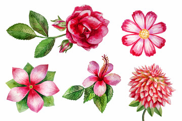 watercolor flowers painting illustration isolated on white background