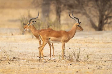 Foto op Plexiglas De kob (Kobus kob) is een antilope die voorkomt in Centraal-Afrika en delen van West-Afrika en Oost-Afrika. © Milan