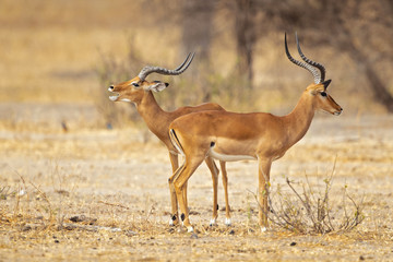 Naklejka na ściany i meble The kob (Kobus kob) is an antelope found across Central Africa and parts of West Africa and East Africa.