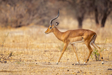 The kob (Kobus kob) is an antelope found across Central Africa and parts of West Africa and East Africa.
