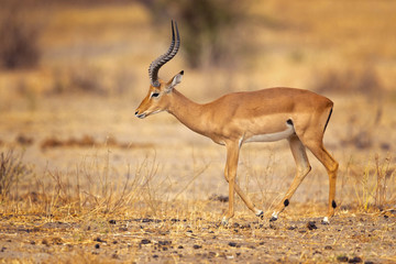 The kob (Kobus kob) is an antelope found across Central Africa and parts of West Africa and East Africa.