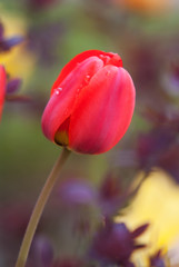 Red tulip in the spring