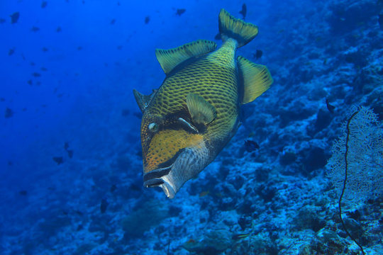 Aggressive Titan triggerfish