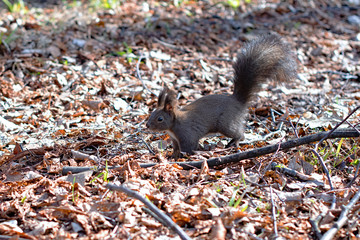 squirrel on ground