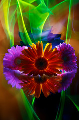 Gerberas lilac  and gerbera orange on a multicolored  background, improvization by green, orange, red and white  light in black background