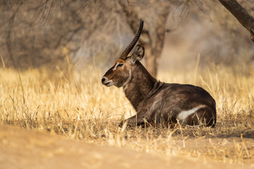 waterbuck (Kobus ellipsiprymnus) is a large antelope found widely in sub-Saharan Africa.