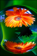 Two reflections of an orange gerbera flower on the surface of a mirror ball, as well as improvisation with green and blue  light in the background