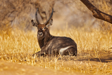 waterbuck (Kobus ellipsiprymnus) is a large antelope found widely in sub-Saharan Africa.