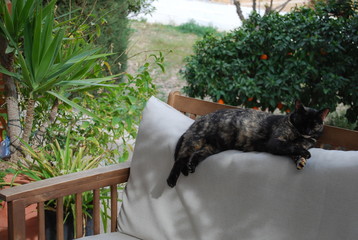 Cat Sleeping on Garden Furniture