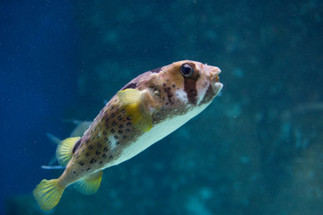 Puffer fish in an aquarium, exotic fish