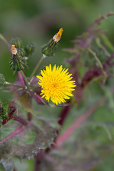 Macrophotographie de fleur sauvage - Laiteron épineux - Sonchus asper