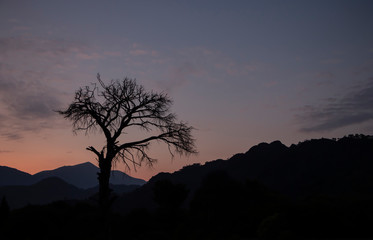 Lonely tree at sunrise in Olympos, Antalya, Turkey The concept of loneliness, Tahtali Mountain, Sunset, sunrise
