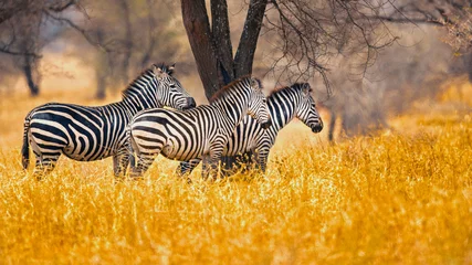 Foto op Plexiglas De vlaktezebra (Equus quagga, voorheen Equus burchellii), ook bekend als de gewone zebra, is de meest voorkomende en geografisch wijdverspreide soort zebra. © Milan