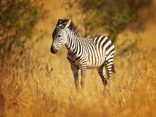 The plains zebra (Equus quagga, formerly Equus burchellii), also known as the common zebra, is the most common and geographically widespread species of zebra.