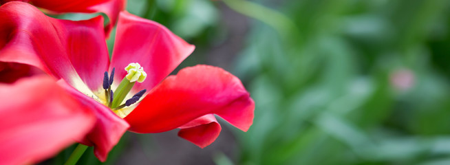 Red tulip background and sunlight. Flowers background.