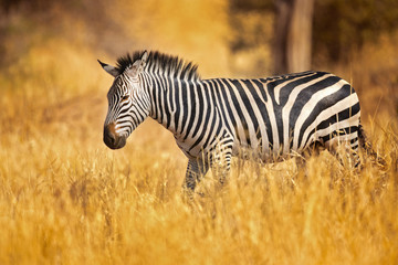 Fototapeta na wymiar The plains zebra (Equus quagga, formerly Equus burchellii), also known as the common zebra, is the most common and geographically widespread species of zebra.