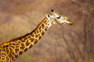 Masai giraffe (Giraffa camelopardalis tippelskirchii), also spelled Maasai giraffe, also called Kilimanjaro giraffe, is the largest subspecies of giraffe. It is native to East Africa.