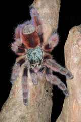 Close Perched Antilles Pinktoe Tarantula