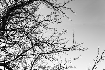 Tree branches on a background of clear sky