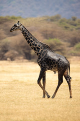 Masai giraffe (Giraffa camelopardalis tippelskirchii), also spelled Maasai giraffe, also called Kilimanjaro giraffe, is the largest subspecies of giraffe. It is native to East Africa.