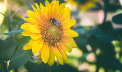 Obraz premium The bee is collecting honey from the flower core of the sunflower.