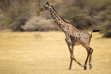 Masai giraffe (Giraffa camelopardalis tippelskirchii), also spelled Maasai giraffe, also called Kilimanjaro giraffe, is the largest subspecies of giraffe. It is native to East Africa.