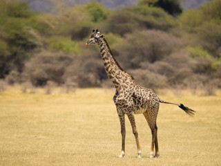 Masai giraffe (Giraffa camelopardalis tippelskirchii), also spelled Maasai giraffe, also called Kilimanjaro giraffe, is the largest subspecies of giraffe. It is native to East Africa.