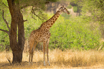 Naklejka na ściany i meble Masai giraffe (Giraffa camelopardalis tippelskirchii), also spelled Maasai giraffe, also called Kilimanjaro giraffe, is the largest subspecies of giraffe. It is native to East Africa.