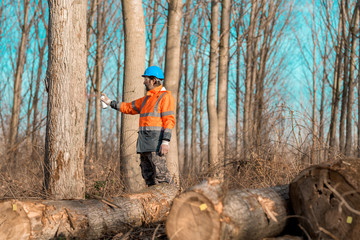 Forestry technician marking tree trunk for cutting in deforestation process