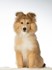 Shetland sheepdog puppy in a studio with white background. Cute little furry friend isolated on white.