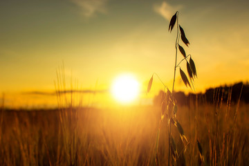 Summer sunset in a field with ears of wheat and beautiful sky.