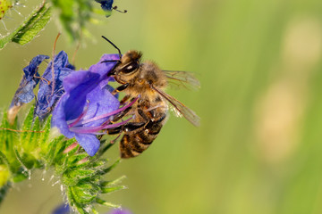 Honey Bee pollinating a flower
