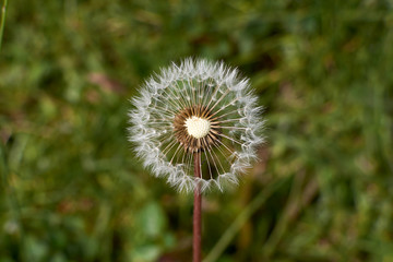 Close up view of half blown dandelion