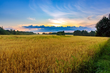 Summer sunset in a field with ears of wheat and beautiful sky.