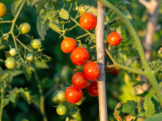 Hawaiian Currant tomatoes in a garden
