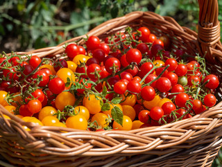 Hawaiian currant and yellow cherry tomatoes in wicker basket from organic garden