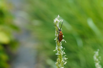 A brown bug on a plant