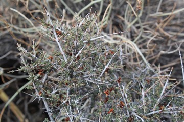 An abundance of Southern Mojave Desert plants in Joshua Tree National Park start to regrow in Spring, including Blackbrush, Coleogyne Ramosissima.