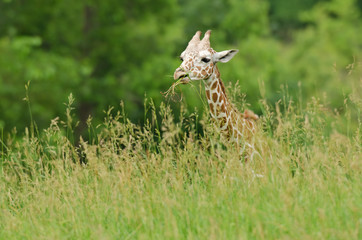 Baby, reticulated giraffe (Giraffa camelopardalis reticulata) eating grasses